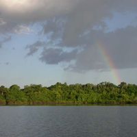 Amazonasurwald am Lago Juma